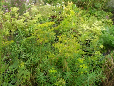 Euphorbia 'Lesliei'